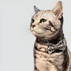 Collier Léopard Chic avec Clochette Dorée – Élégant, Réglable et Sécurisé