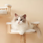 Arbre à Chat Design Naturel